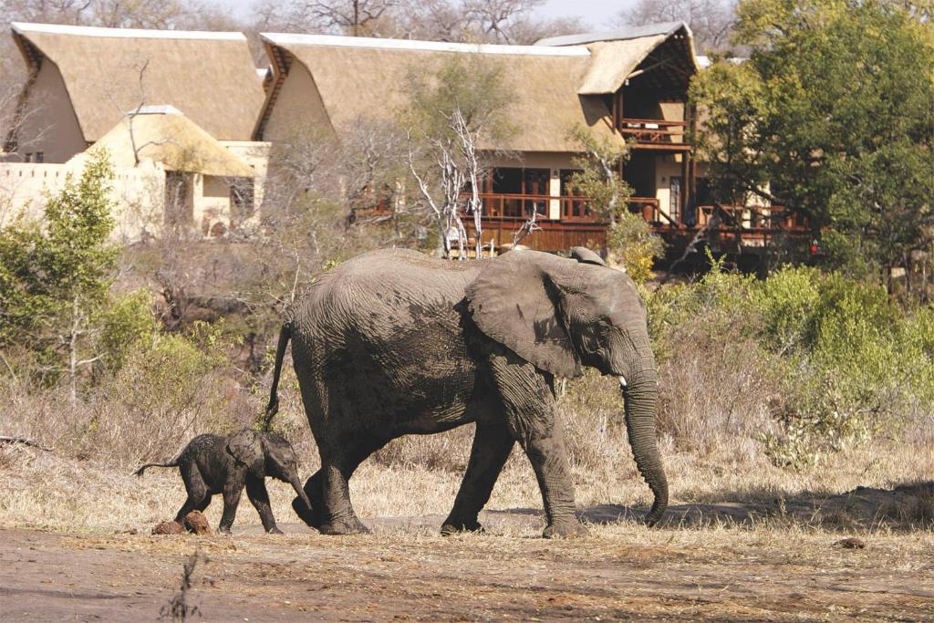 boutique hotels in Sabi Sand Game Reserve